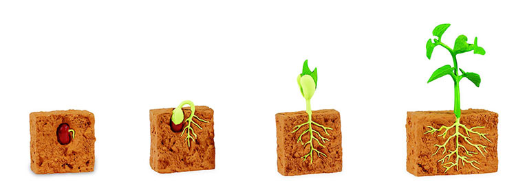 Bean Life Cycle