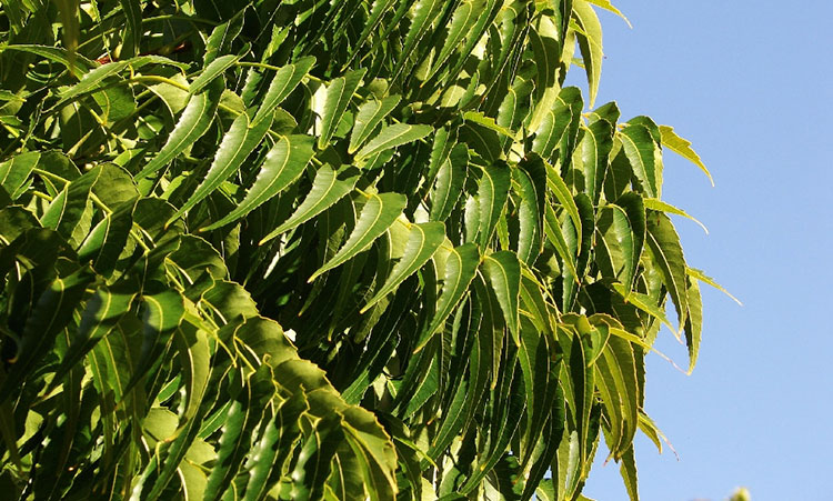 Azadirachta Indica
