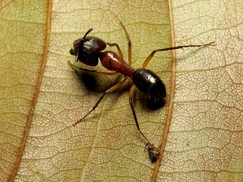 Carpenter Ant