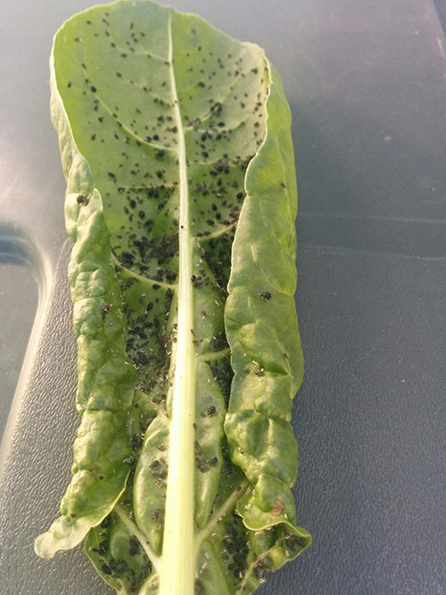 Swiss Chard Ant Infestation