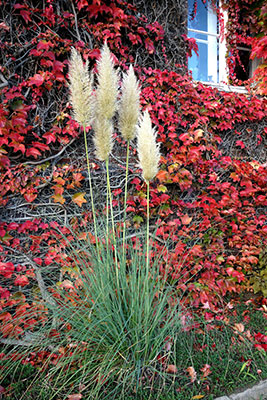 Cortaderia selloana ‘Pumila’, ‘Dwarf Pampas Grass’
