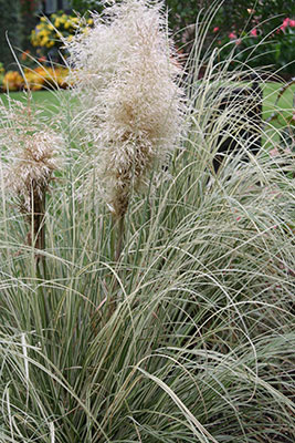 Cortaderia selloana ‘Silver Comet’