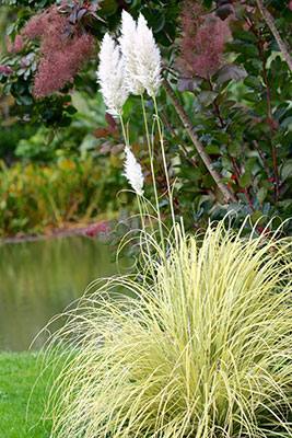Cortaderia selloana ‘Splendid Star’