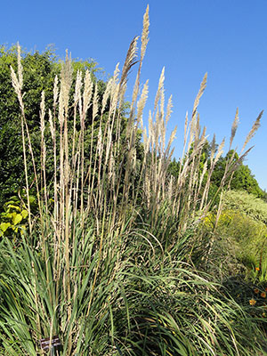 Saccharum ravennae “Erianthus’ ‘Hardy Pampas Grass’