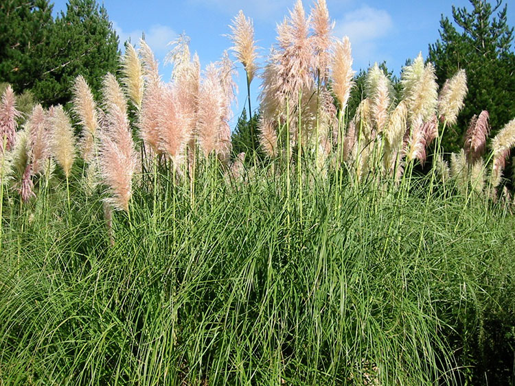 Cortaderia jubata ‘Purple Pampas Grass’, ‘Andean Pampas Grass’