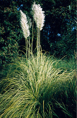 Cortaderia selloana ‘Albolineata’. ‘Silver Stripe’