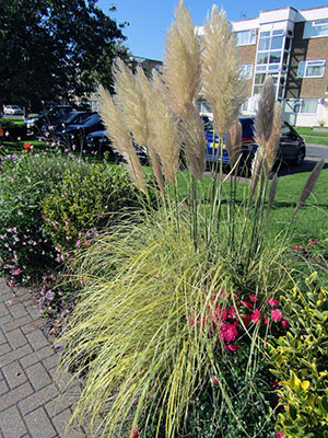 Cortaderia selloana ‘Aureolineata’, ‘Gold Band’