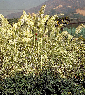 Cortaderia selloana ‘Monvin’, ‘Sun Stripe’