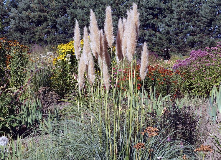 Cortaderia selloana ‘Patagonia’