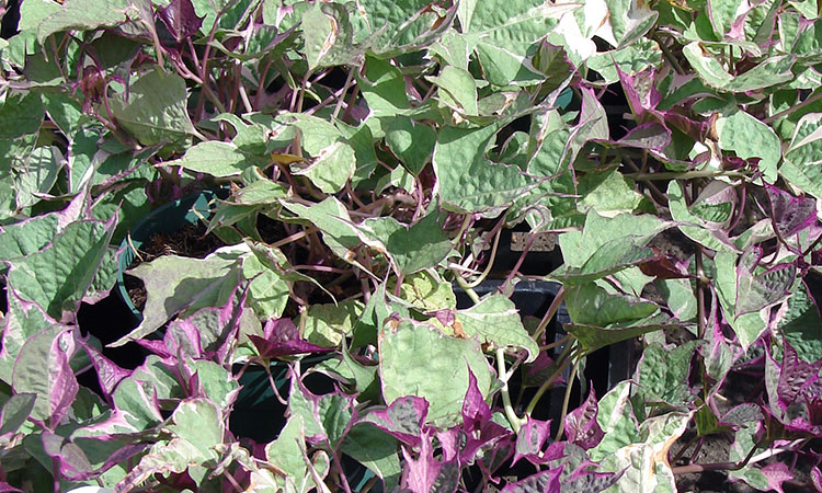 Ipomoea batatas ‘Tricolor’