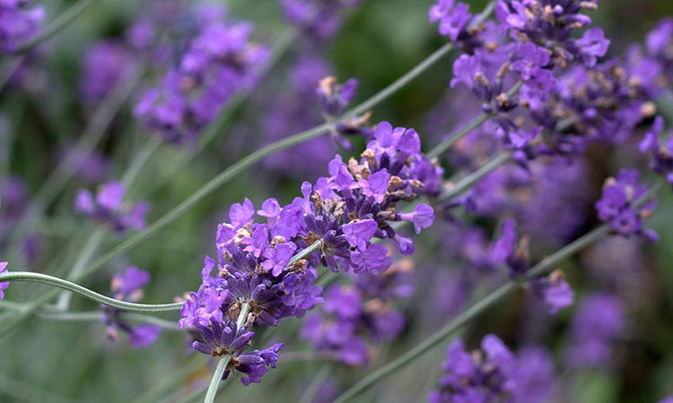 Nepeta racemosa ‘Walker’s Low'