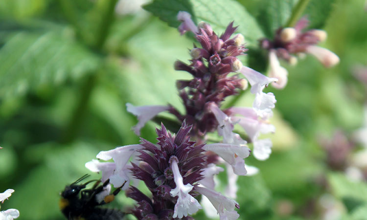 Nepeta grandiflora ‘Dawn to Dusk’