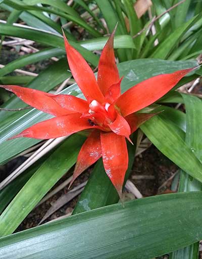 Guzmania lingulata Scarlet Star