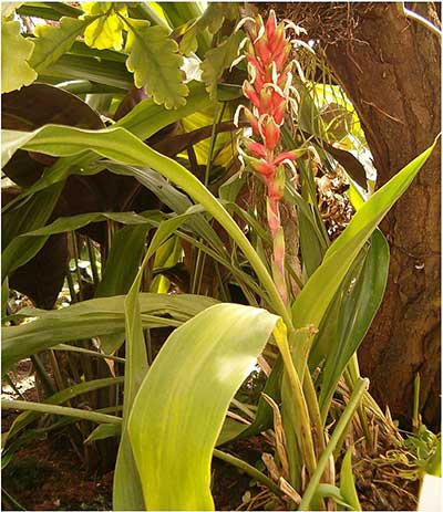 Pitcairnia maidifolia
