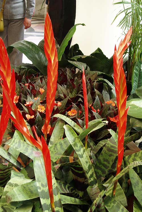 Vriesea splendens