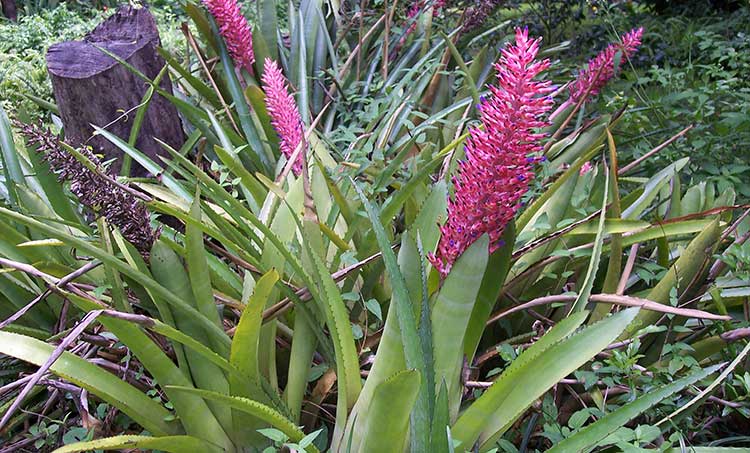 Aechmea distichantha