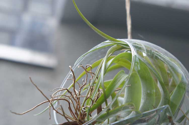 Air Plant in Hanging Container