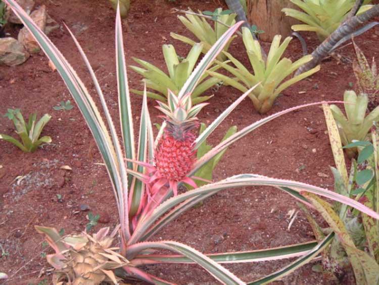 Ananas Ornamental