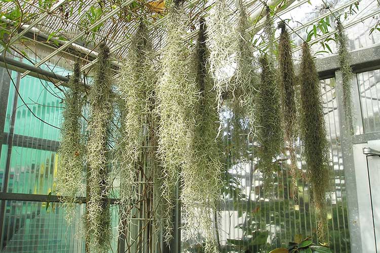 Tillandsia usneoides or Spanish Moss