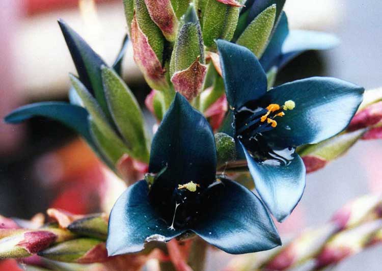 Puya alpestris