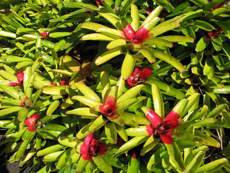 Neoregelia carolinae