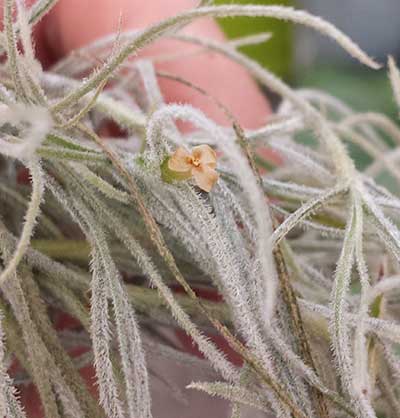 Tillandsia 'Odins Genuina'