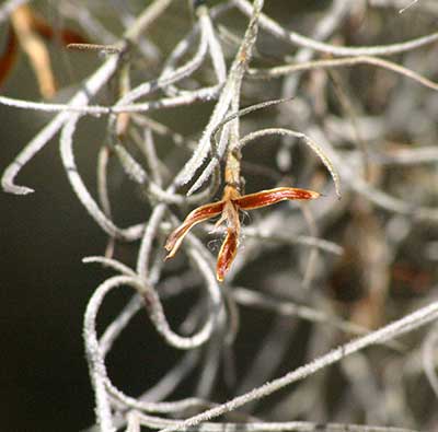 Shot of a Spanish moss flower