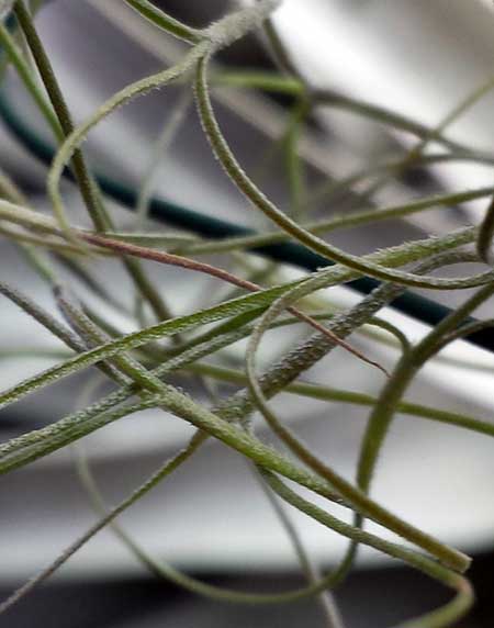 Tillandsia usneoides 'Munros Filiformis'