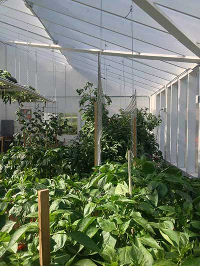 Double Hog Wire Trellis