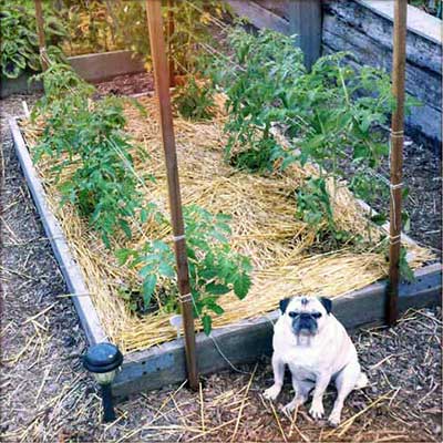 Florida Weave String Trellis