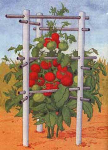 PVC and Conduit Tomato Cage