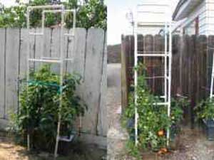 PVC Tomato Cages For Self-Watering Container Gardens