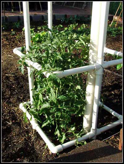 Square Staked PVC Tomato Cage