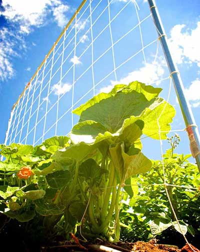 The Indestructible DIY Tomato Trellis