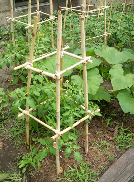 The Bamboo Tomato Cage