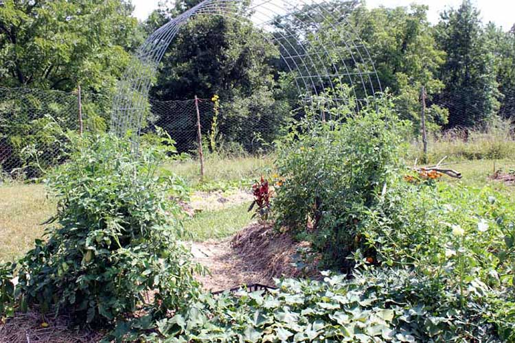 Cattle Panel And String Trellis