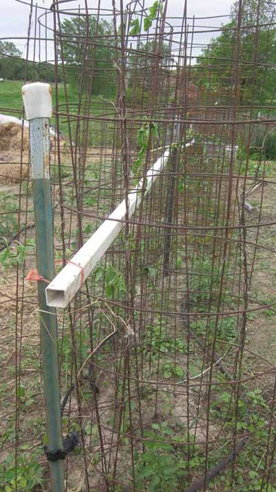 The Concrete Mesh Tomato Cage