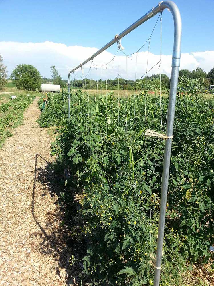 Diagonal String Trellis