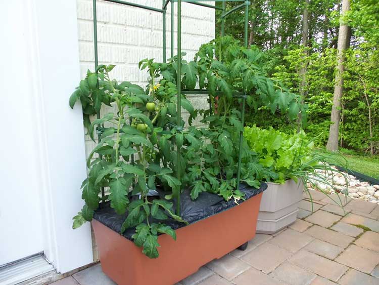 PVC Tomato Cage for Earthbox