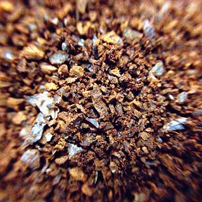 Coffee grounds as a substrate for growing oyster mushrooms