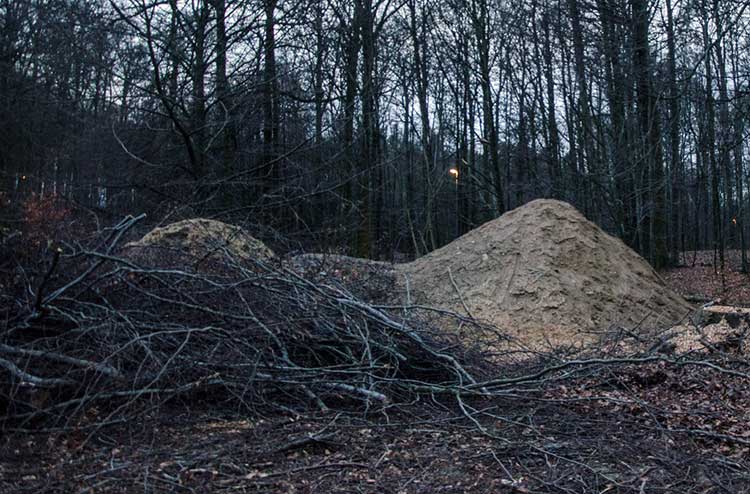 Hardwood sawdust as a substrate for growing oyster mushrooms