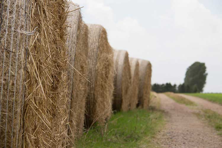 Straw as a substrate for growing oyster mushrooms