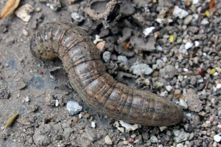 Agrotis ipsilon, 'Dark Sword-Grass', 'Black Cutworm'