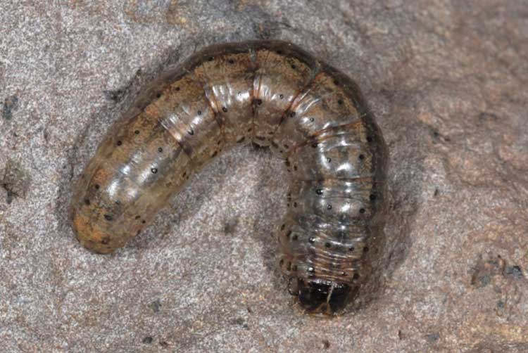 Agrotis segetum, 'Turnip Moth'