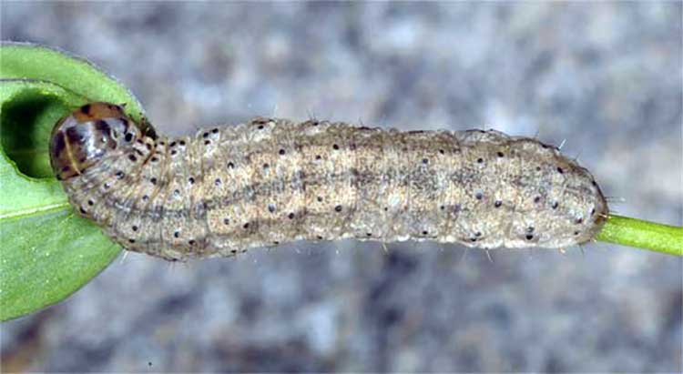 Agrotis exclamationis, 'Heart And Dart'