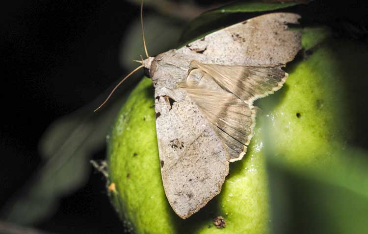 Serrodes partita, 'Catapult Moth'