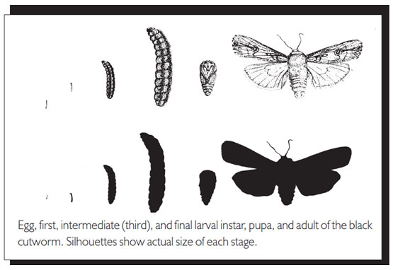 Life cycle of a standard cut worm