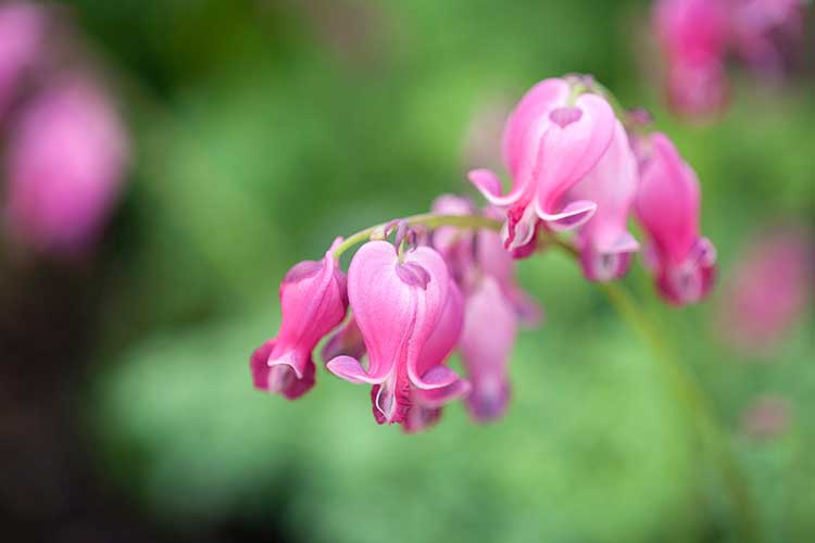 Lamprocapnos spectabilis 'King of Hearts'