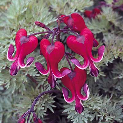 Lamprocapnos spectabilis 'Burning Hearts'