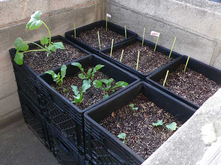 Milk Crate ‘Air Pot’ Garden